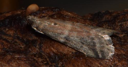 Ephestia unicolorella woodiella